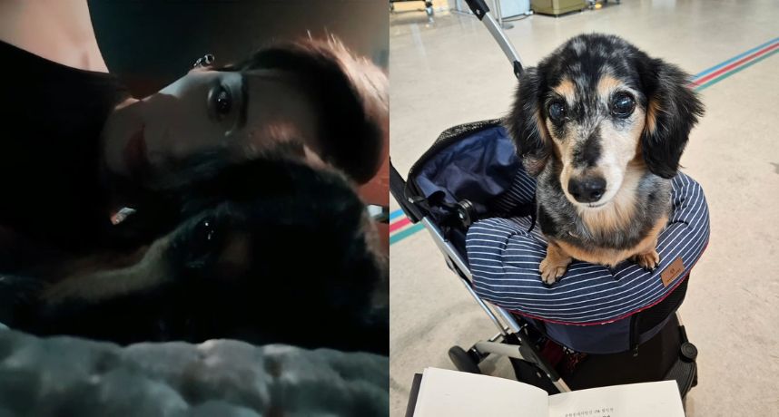 陪伴15年！SHINee鐘鉉愛犬「星露」離世　粉絲哭崩：可以跟爸爸團聚了